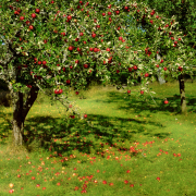 pomme 16 liste
